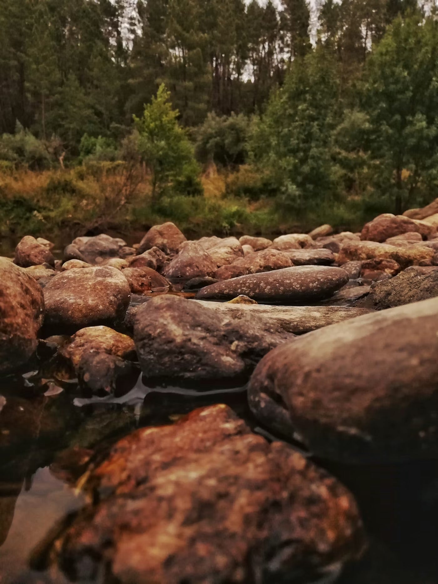 Discover Ecotherapy: Nature’s Healing Power for Your Mind