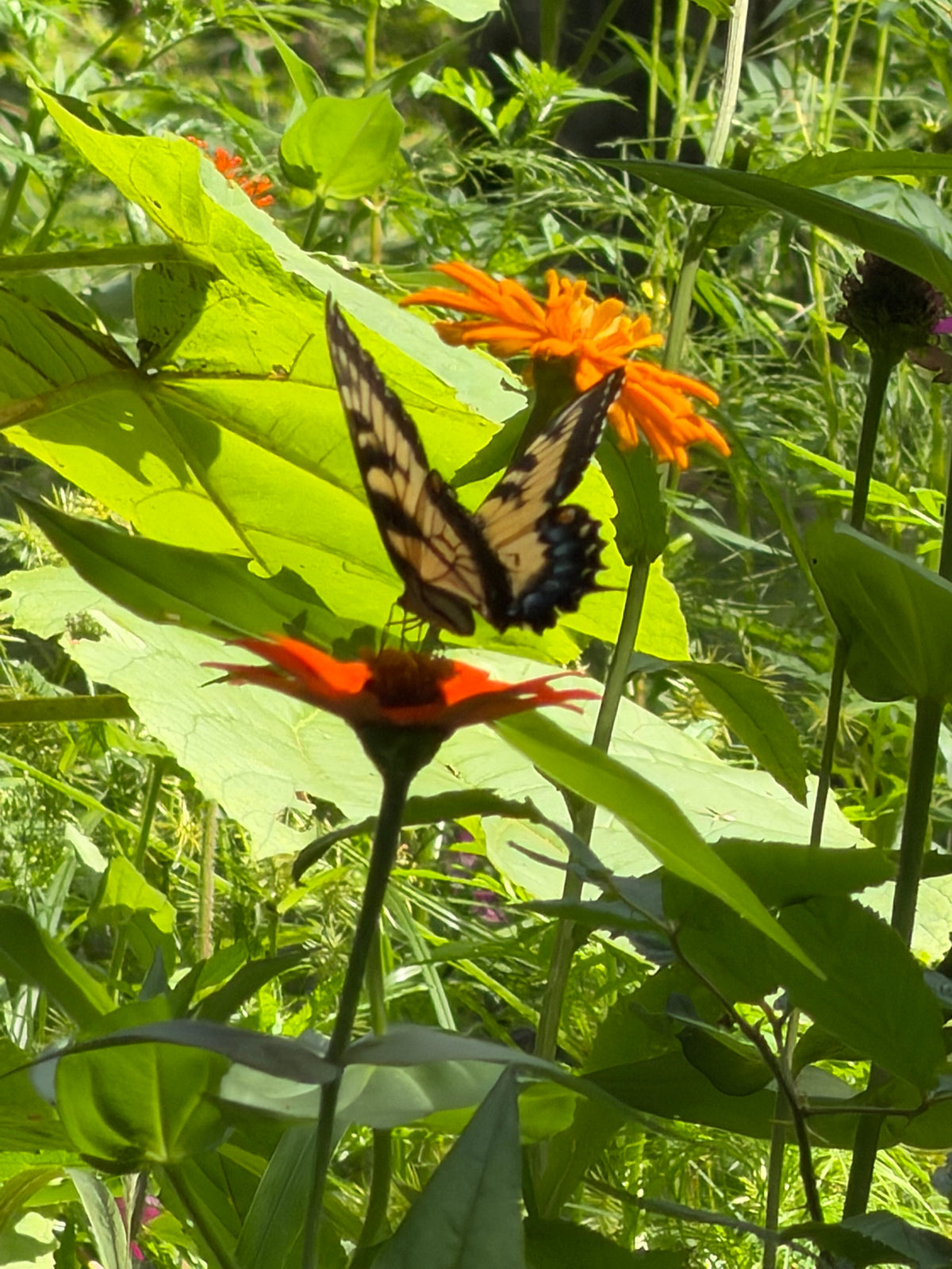 Tiger swallowtail butterfly on an orange zinnia in the property garden