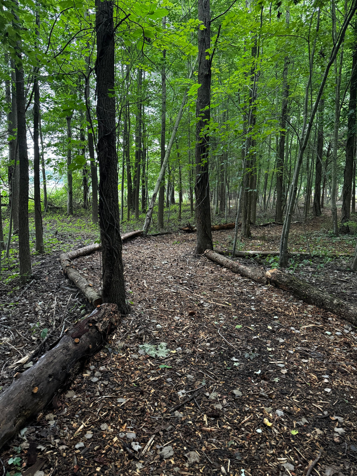 The wooded walking path on the Center for Balanced Living property