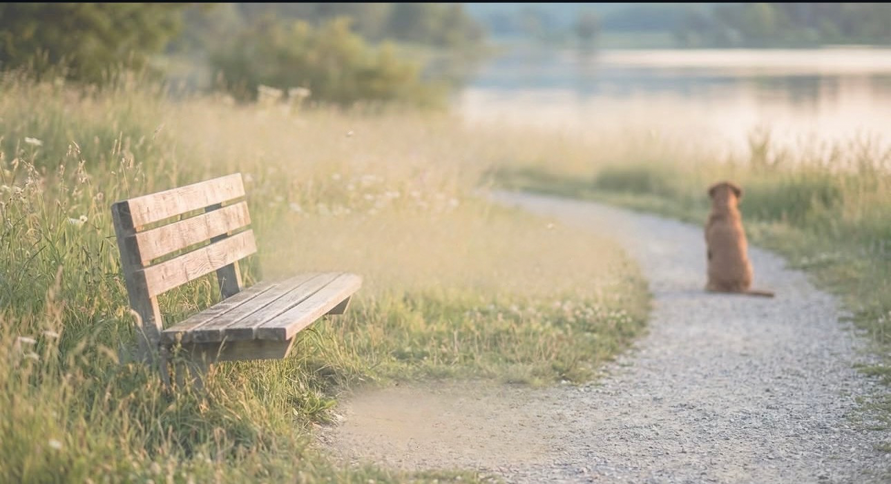 Pet Loss Support Group (In-Person)