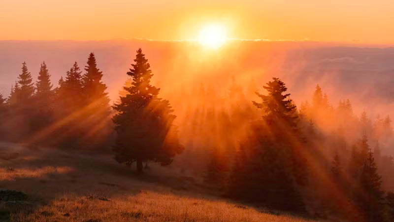 Sunrise through misty trees
