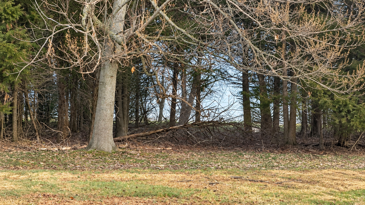 Concept rendering of a walking path into the trees